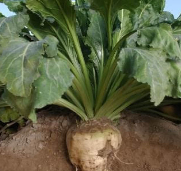 EFEKTIVNÍ PODPORA VÝŽIVY CUKROVÉ ŘEPY BIOLOGICKÝM PŘÍPRAVKEM ALBIT<sup>®</sup>