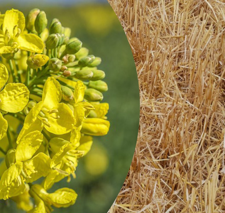 BIOTICKÁ PODPORA ROZKLADU POSKLIZŇOVÝCH ZBYTKŮ OBILNIN PŘED ZALOŽENÍM OZIMÉ ŘEPKY BIOLOGICKÝM PŘÍPRAVKEM ALBIT<sup>®</sup>