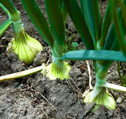 Pór, cibule, česnek